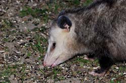Opossum_4426