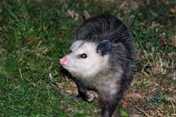 Opossum_6687
