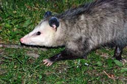 Opossum_6690