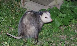 Possum_3613