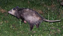 Possum_3621