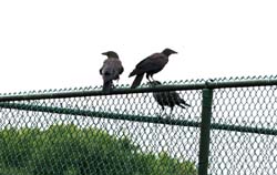 Crow_0063