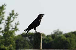 Crow_1809