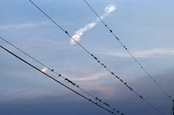 BarnSwallow_1026
