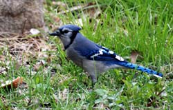 BlueJay_1216sm1