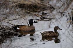 BlueWingedTeal_6508