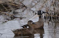 BlueWingedTeal_6511
