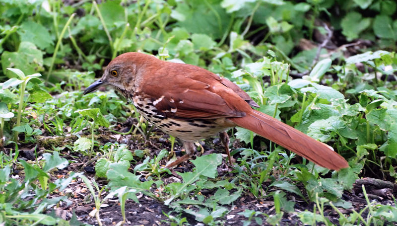 BrownThrasher_2667