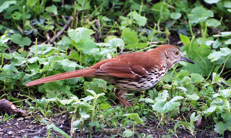 BrownThrasher_2685