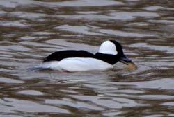 Bufflehead_4319