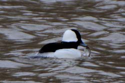 Bufflehead_4335