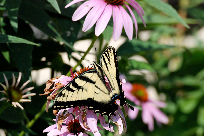 Butterfly_8105_YellowSwallowtail