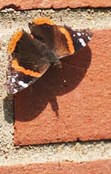 Butterfly_3002_RedAdmiral