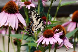 Butterfly_8102_YellowSwallowtail