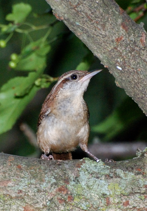 CarolinaWren_8350