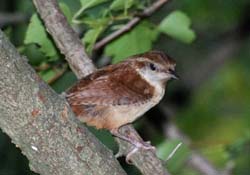 CarolinaWren_8349