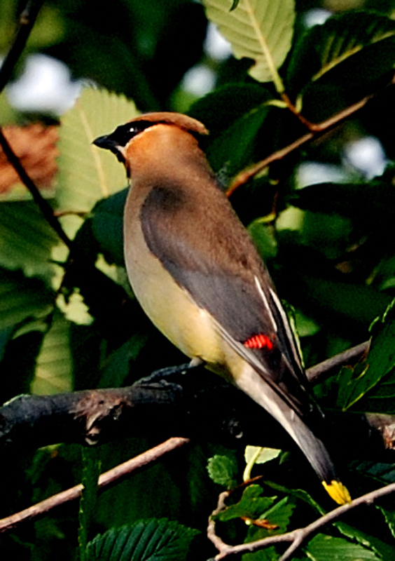 CedarWaxwing_0639_2