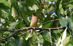 CedarWaxwing_0632