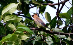 CedarWaxwing_0636