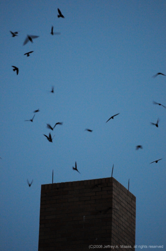ChimneySwift_5870