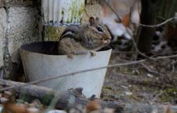 Chipmonk_6390