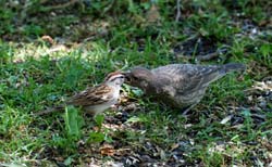Chipping&CowbirdBaby_5054