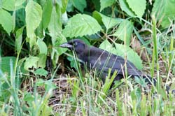 CommonGrackle_7118