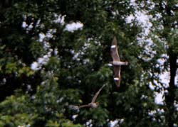 CommonNighthawk_6726