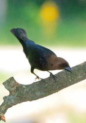 CowbirdMale_4814