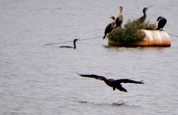 DCCormorant_6423