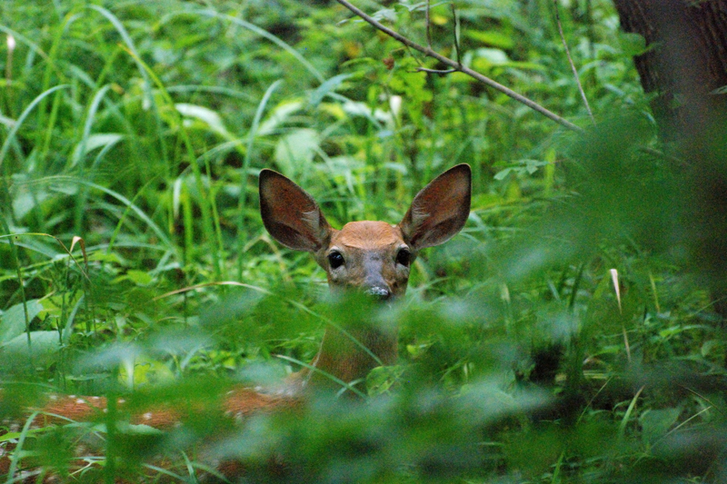 Deer_0030_Fawn