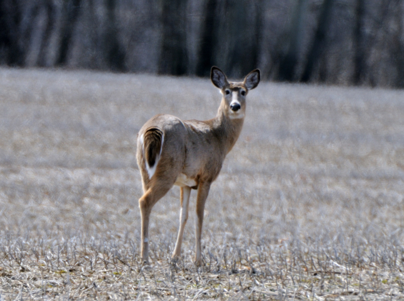 Deer_4519