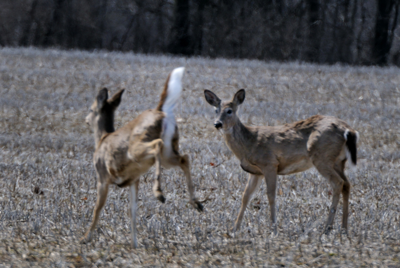 Deer_4541