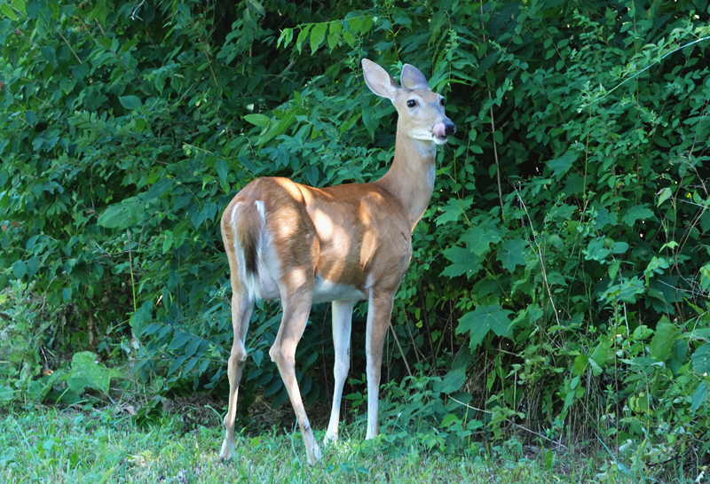 Deer_7345