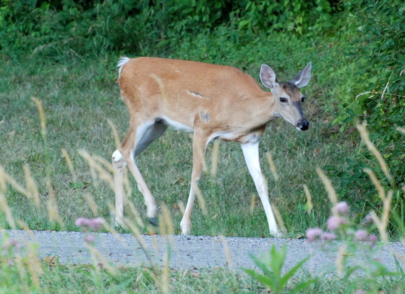 Deer_7618