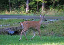 Deer_0561