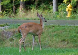 Deer_0563