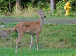 Deer_0567