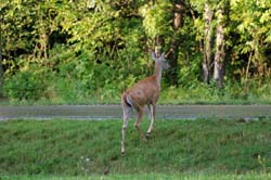 Deer_0569