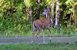 Deer_0570