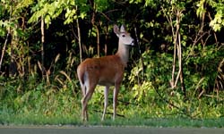 Deer_0581