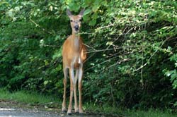 Deer_1702