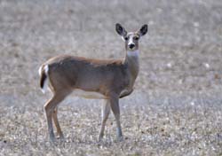Deer_4509