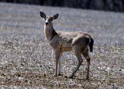 Deer_4511