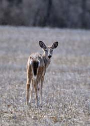 Deer_4515