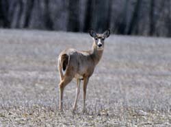 Deer_4519