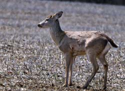 Deer_4526