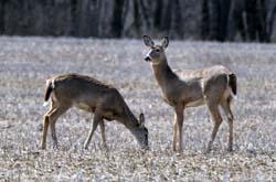 Deer_4530