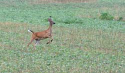 Deer_5291