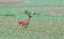 Deer_5292